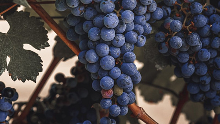 Мальбек: сорт винограда и вино из него