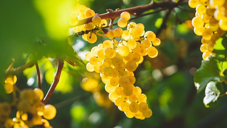 Шардоне: сорт винограда и вино из него