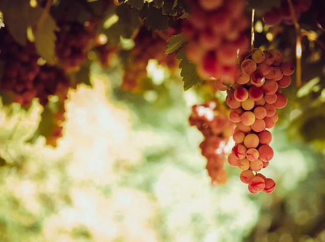 Столовый и технический виноград: в чем разница | Блог Винного дома Мильстрим