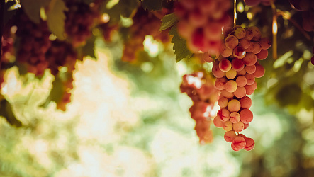 Большая разница: виноград технический и виноград столовый