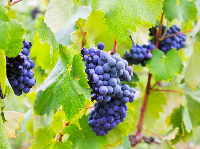Откуда берется виноград | Блог Винного дома Мильстрим