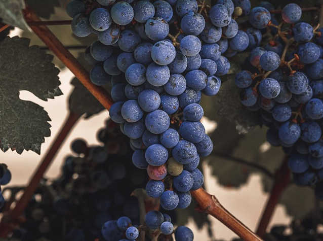 Мальбек: сорт винограда и вино из него | Блог Винного дома Мильстрим