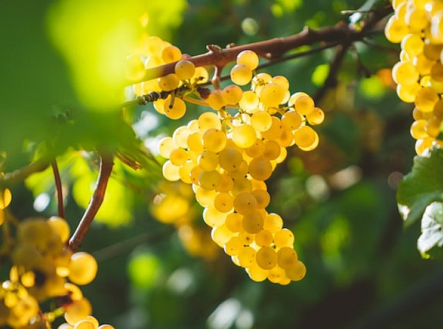 Шардоне: сорт винограда и вино из него | Блог Винного дома Мильстрим