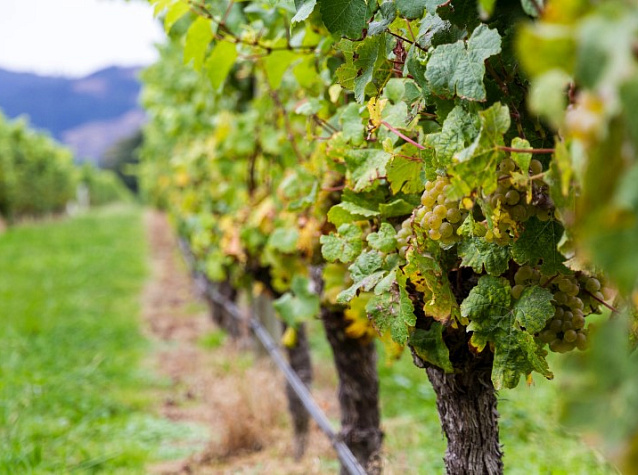 Совиньон Блан: сорт винограда и вино из него | Блог Винного дома Мильстрим