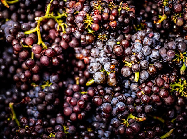 Пино Нуар: сорт винограда и вино из него | Блог Винного дома Мильстрим
