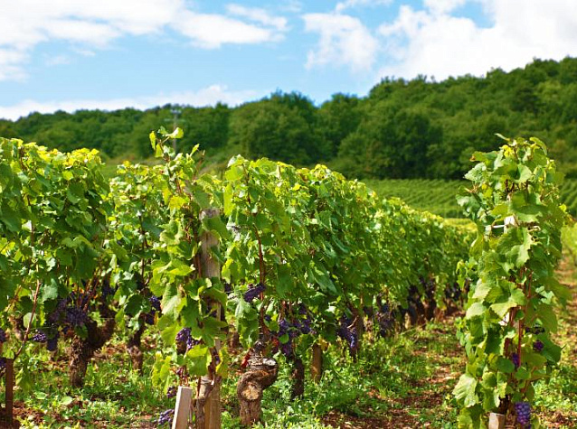 Как цветет виноград | Блог Винного дома Мильстрим