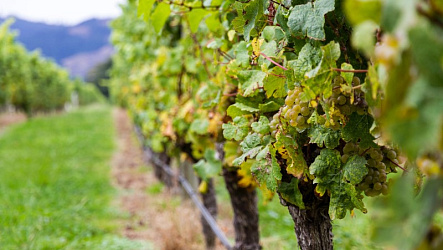 Совиньон Блан: сорт винограда и вино из него